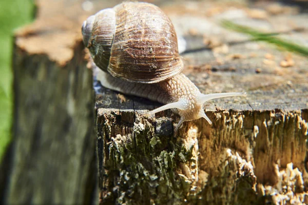 Plazící Malý Hnědý Šnek Přírodě — Stock fotografie