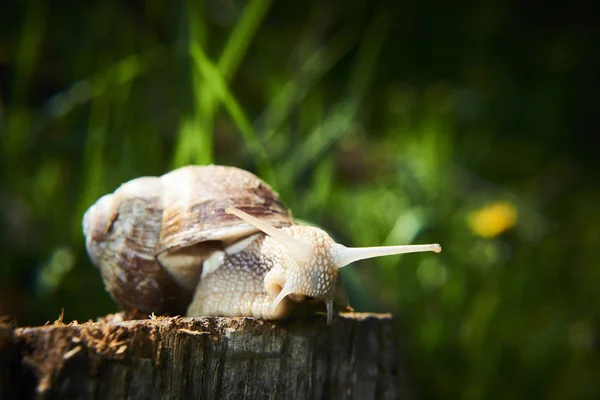 Strisciando Piccola Lumaca Marrone Natura — Foto Stock