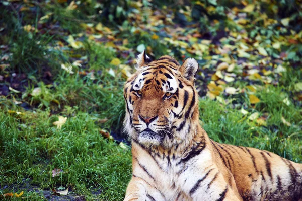 Tigre Natureza Flora Fauna — Fotografia de Stock