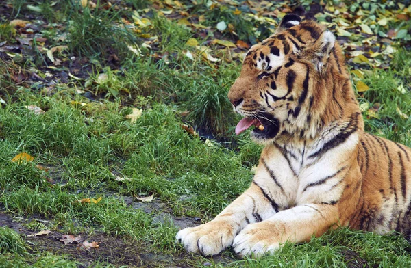 Тигр Природе Флоре Фауне — стоковое фото