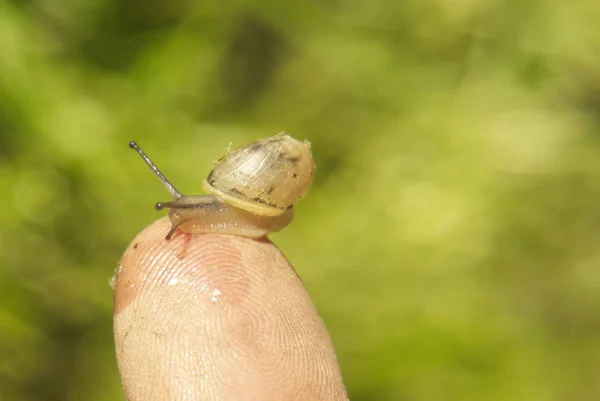 인간의 손가락에 달팽이 가까이 — 스톡 사진