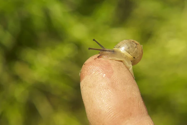 Baby Snail Human Finger Close — Stockfoto