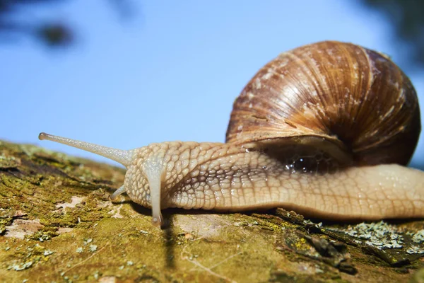 Kriechende Kleine Braune Schnecke Der Natur Stockbild