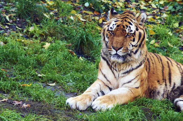 Tigre Dans Nature Flore Faune Images De Stock Libres De Droits