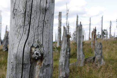 dry trees in forest, mountains nature