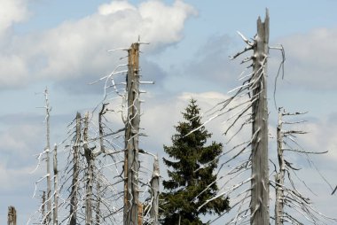 Ormandaki kuru ağaçlar, doğadaki dağlar