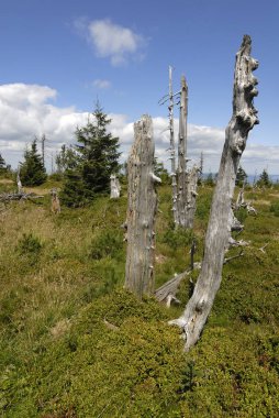 dry trees in forest, mountains nature