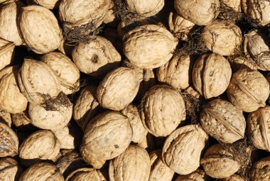 tam ceviz kabuğu arka plan, gıda konsepti 