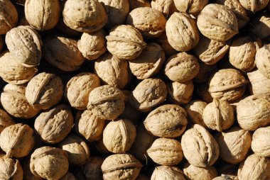 tam ceviz kabuğu arka plan, gıda konsepti 