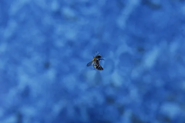 Blue Water Surface Dead Bee — Fotografia de Stock