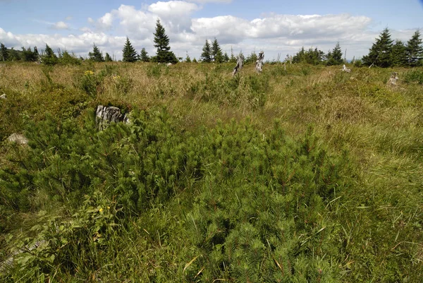 mountains landscape in summer season, green grass meadow