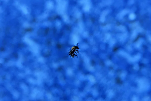 Blue Water Surface Dead Bee — стоковое фото