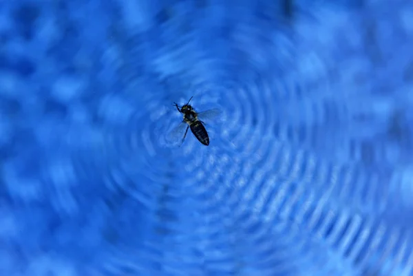 Blue Water Surface Dead Bee — Zdjęcie stockowe