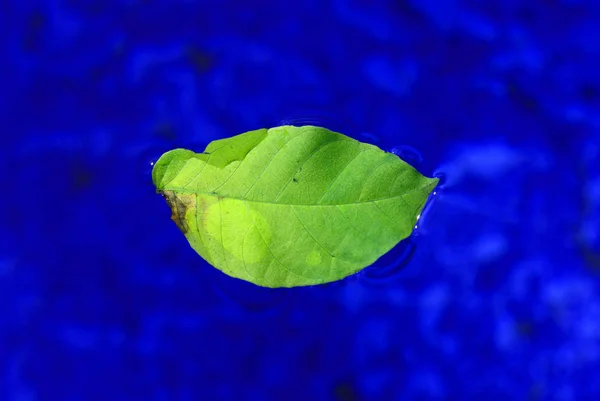 Niebieska Powierzchnia Wody Jesienny Liść — Zdjęcie stockowe