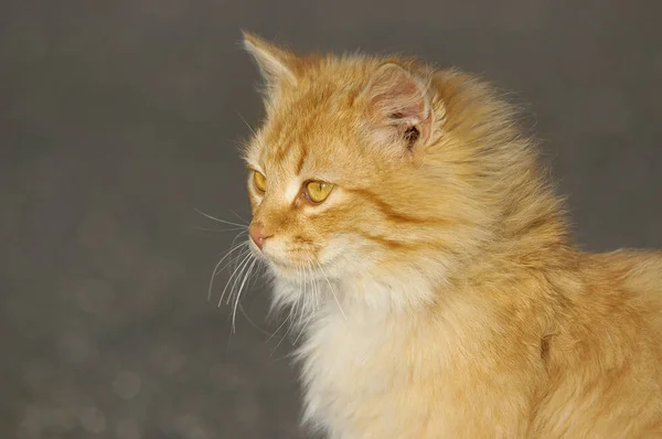 Red Fluffy Ginger Cat White Background — Stockfoto