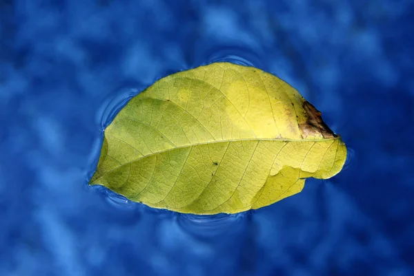 Blue Water Surface Autumn Leaf — Foto de Stock