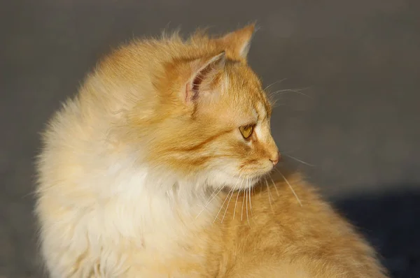 Red Fluffy Ginger Cat White Background — Stockfoto