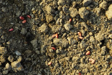 Tarım tarlasında mısır tohumları, toprak toprağı