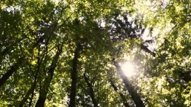 Yazın yeşil ağaçların ve yaprakların arasından gün ışığının alttaki görüntüsü, video etrafında dönüyor 