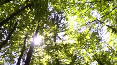Yazın yeşil ağaçların ve yaprakların arasından gün ışığının alttaki görüntüsü, video etrafında dönüyor 