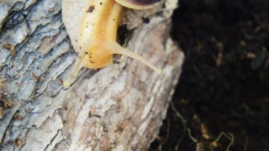 sliding snail outdoors in nature 