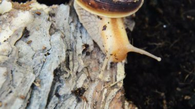 sliding snail outdoors in nature 