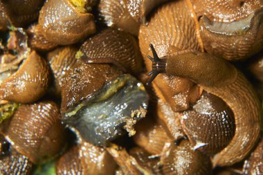 Kahverengi salyangoz ve sarmallı sümüklüböcekler.