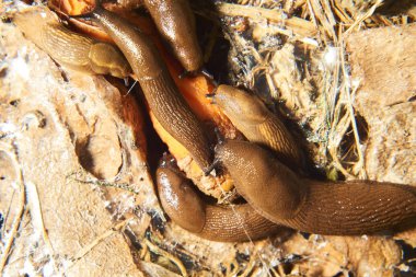 Kahverengi salyangoz ve sarmallı sümüklüböcekler.