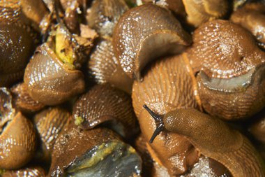 Kahverengi salyangoz ve sarmallı sümüklüböcekler.