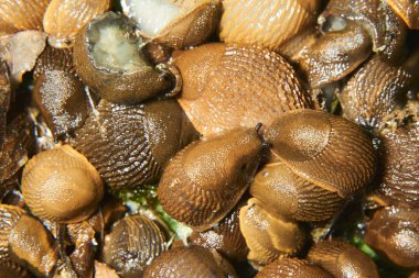 Kahverengi salyangoz ve sarmallı sümüklüböcekler.