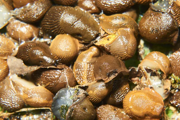 Close Brown Snails Helix Pomatia Slugs — Stockfoto