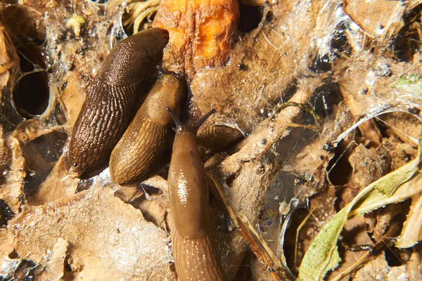 Close Brown Snails Helix Pomatia Slugs — Stockfoto