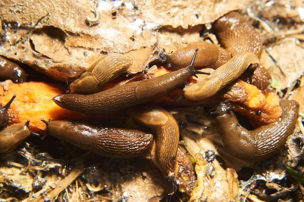 Close Brown Snails Helix Pomatia Slugs — Stockfoto