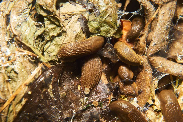 Close Brown Snails Helix Pomatia Slugs — Stockfoto