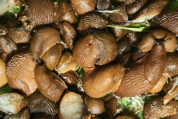 Close Brown Snails Helix Pomatia Slugs — Stockfoto