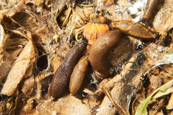 Close Brown Snails Helix Pomatia Slugs — Stockfoto