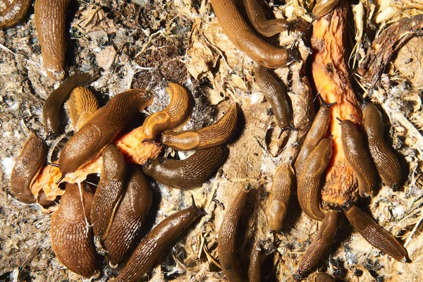 Close Brown Snails Helix Pomatia Slugs — Stockfoto
