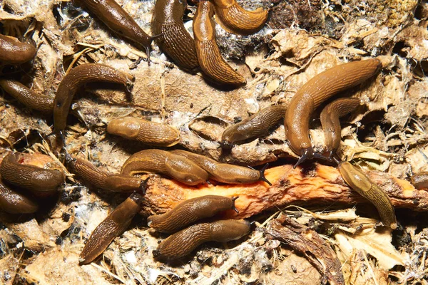 Close Brown Snails Helix Pomatia Slugs — Stockfoto