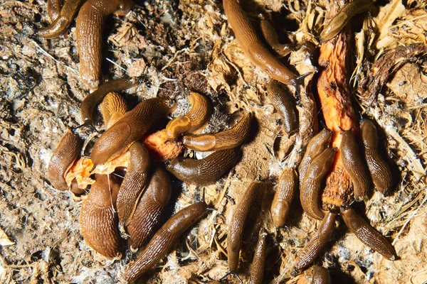 Top View Brown Snails Helix Pomatia Slugs — Stockfoto