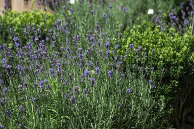 Taze yabani mor kokulu lavanta çalılar büyür ve yaz günü uçan kelebekler yakınındaki bir bahçede çiçek