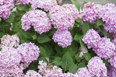 Bir restoran veya parkta bir yaz gününde yeşil yaprakları ile büyük taze çiçek pembe ortanca çiçekler