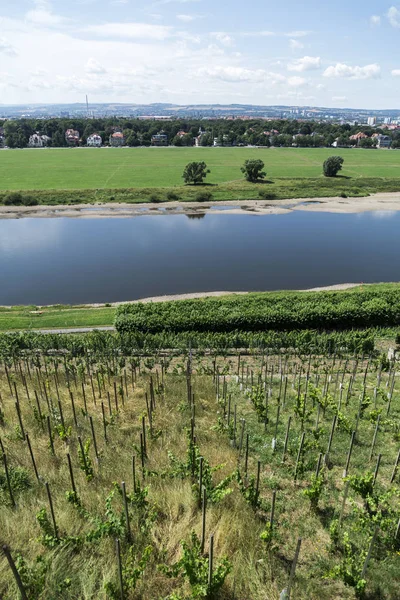 Green fresh german vineyards on the hill near river Elbe in Dresden in a beautiful summer day.