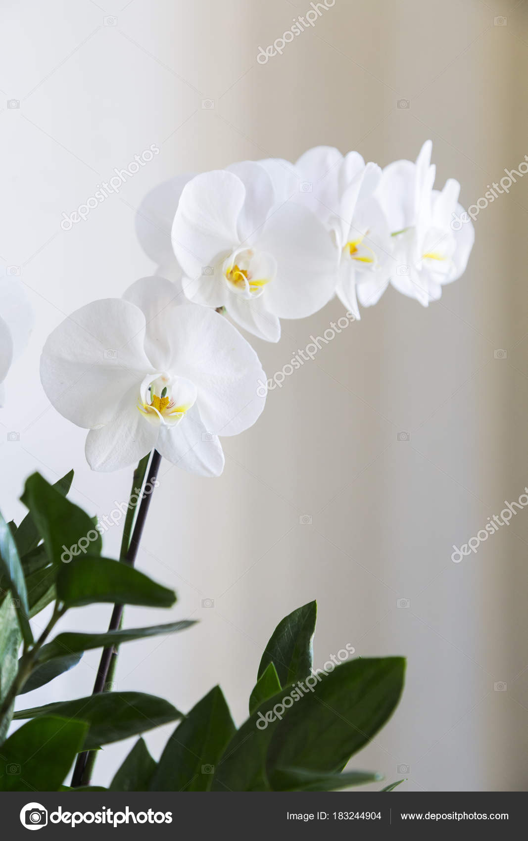 Flor branca natural fresca da orquídea com umas folhas verdes no vaso  fotos, imagens de © paulgulea.gmail.com #183244904