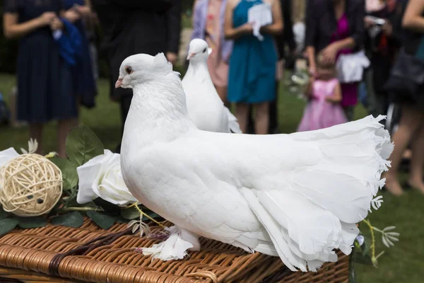 Due colombe bianche su cesto di vimini su matrimonio — Foto Stock