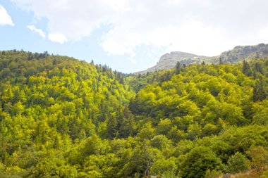 dağlarda ağaç türleri farklı orman