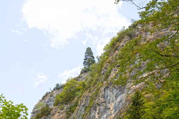 Pinheiro em uma encosta no alto das montanhas — Fotografia de Stock