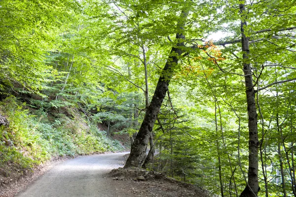 Kayın ormanı yürüyenler için orta yolu ile — Stok fotoğraf