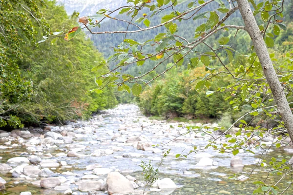 Bükk fa-és a hegyek mögött, Pyrenees folyó — Stock Fotó