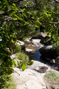 berrak su bazı ağaçların altında ve biraz taş arasında