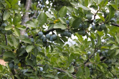 Yaz aylarında plumbs dolu bir çekül ağacının dalını